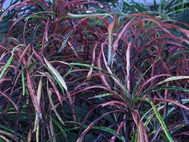 [Phipps2009 064[3].jpg]
