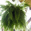 Yang's Hanging garden