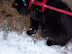 Playing in the Snow