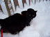Playing in the Snow