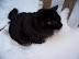 Playing in the Snow