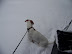 Shopper Stopper - Blizzard of '09