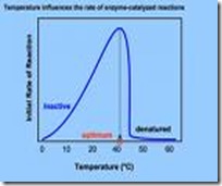 enzyme death