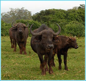 [aberdares_national_park[11].jpg]