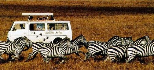 [safari[5].jpg]