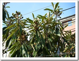 DSCF0806