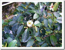 DSCF0808