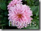 flower 1024x768