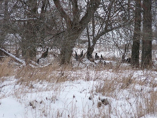 turkeys