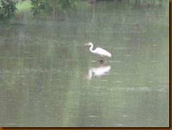 IMG_0526 IMG_0526
