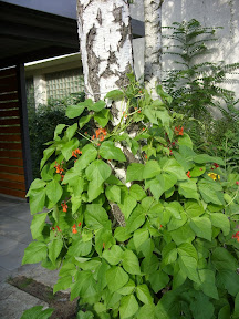 SDC12551.JPG