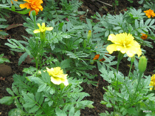 bulaklak