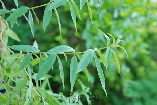 Lemon Verbena