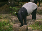 Vườn thú Singapore