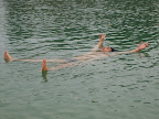 Tự nổi, đảo Sentosa