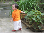 Chip 15 tháng
