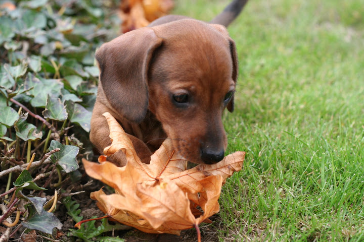 The mayors new puppy