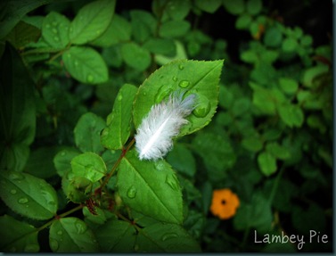 feather on leaf wm.jpeg