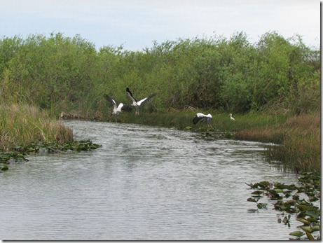 Everglades, Miami, FL 091