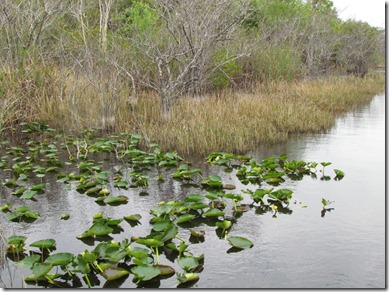 Everglades, Miami, FL 069