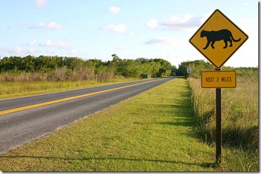 Panther Crossing-Everglades 138