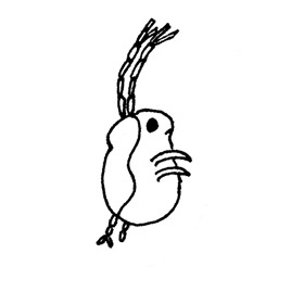 flo_lingedepateco flo_lingedepateco