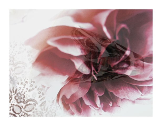 [A winter's still life with moth II v2 with border[4].jpg]