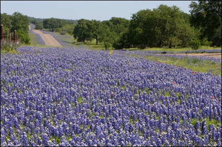 bluebonnets2