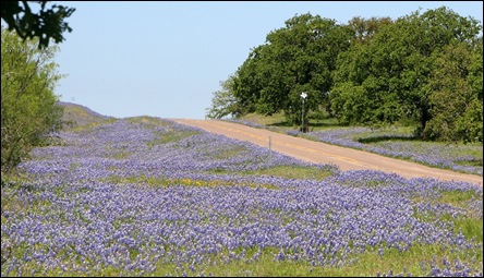 bluebonnets5