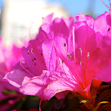 DSC_1182.JPG