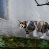 DSC_0704.JPG