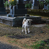 DSC_1137.JPG