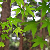DSC_1089.JPG