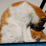 DSC_1811.JPG
