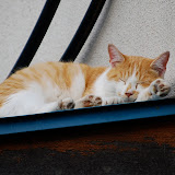 よく睨む猫。寝顔はカワイイ。