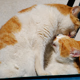 DSC_1815.JPG