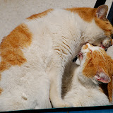 DSC_1817.JPG