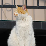 ツンツン
