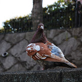DSC_0343.JPG