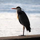 DSC_0300.JPG