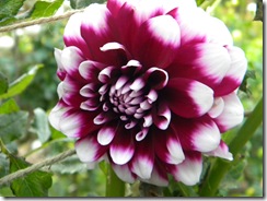 DSCN6867