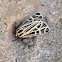 Tiger Moth