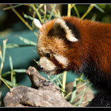 Panda Červená