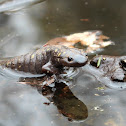 Yellow-Spotted Salamander