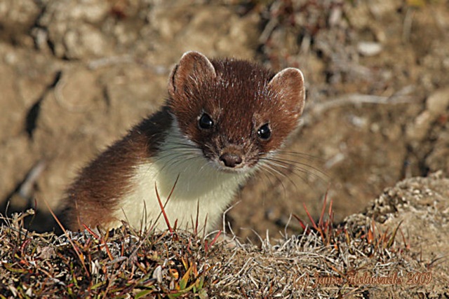 [Weasel_face-male_4018[1].jpg]