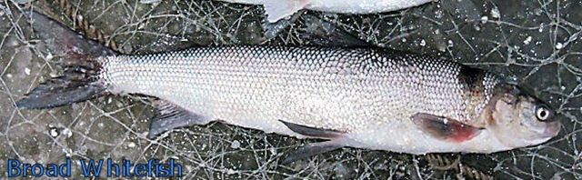 [ArcticCatchBDWF0900262.jpg]
