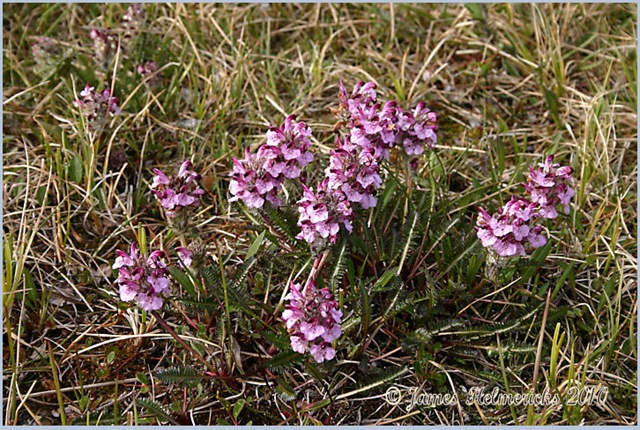 [Lousewort-Purple_2812[3].jpg]
