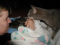 Raccoons &ndash; 