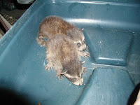 Raccoons &ndash; 