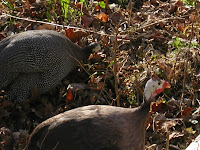 Fowl &ndash; 